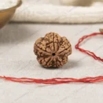 natural 5 mukhi rudraksha