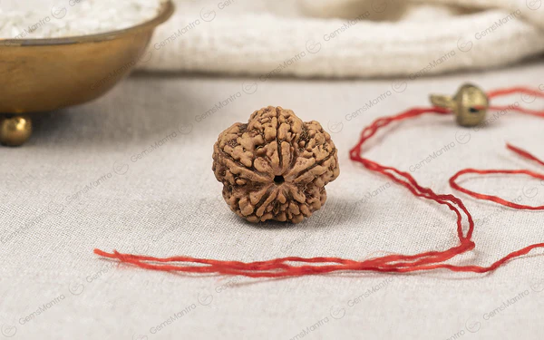 natural 5 mukhi rudraksha